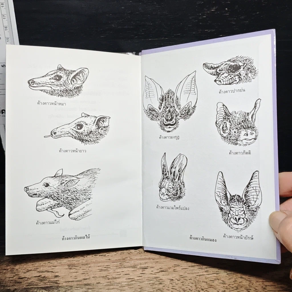หนังสือ ค้างคาว รูปที่ 8