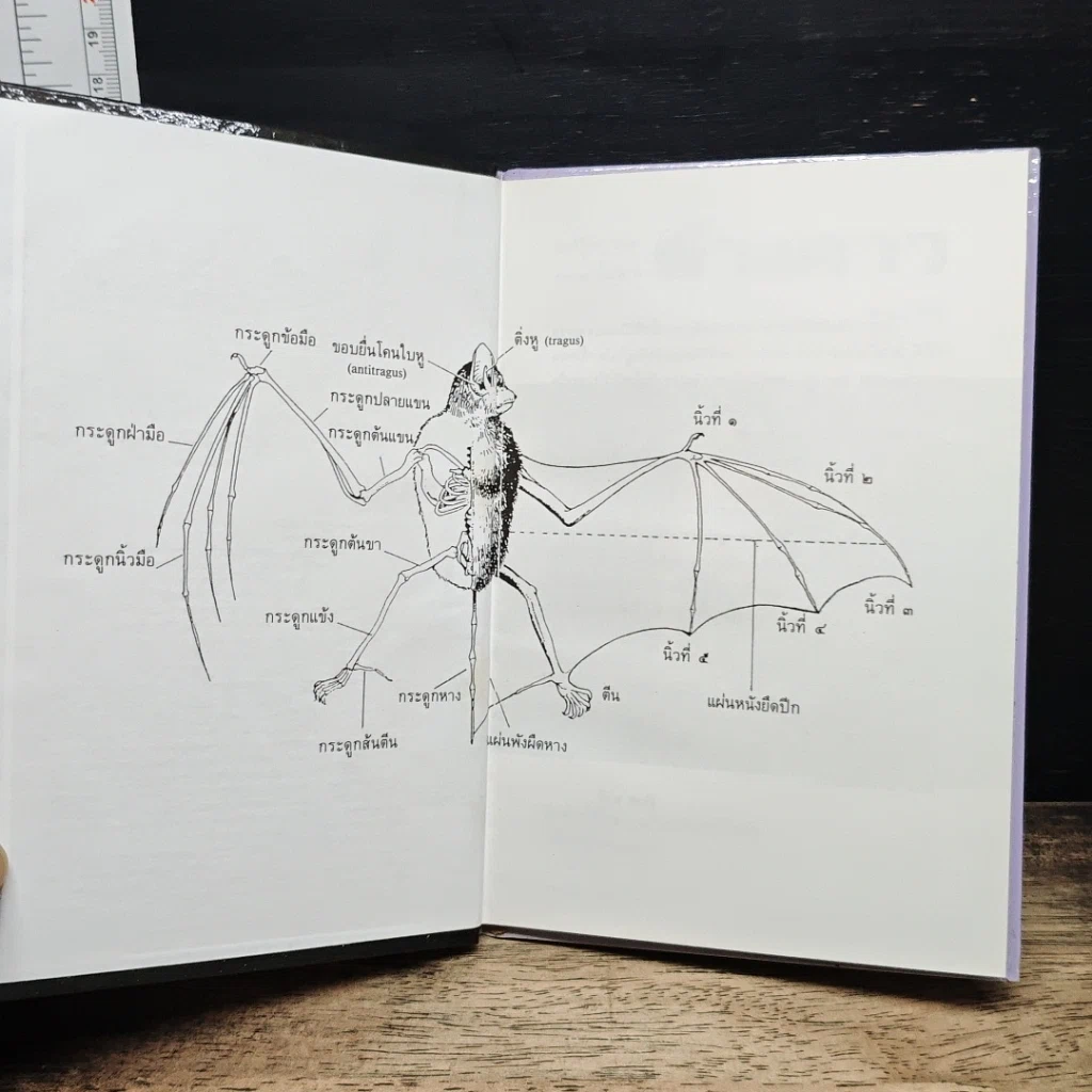 หนังสือ ค้างคาว รูปที่ 6