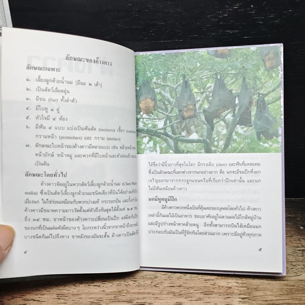 หนังสือ ค้างคาว รูปที่ 8