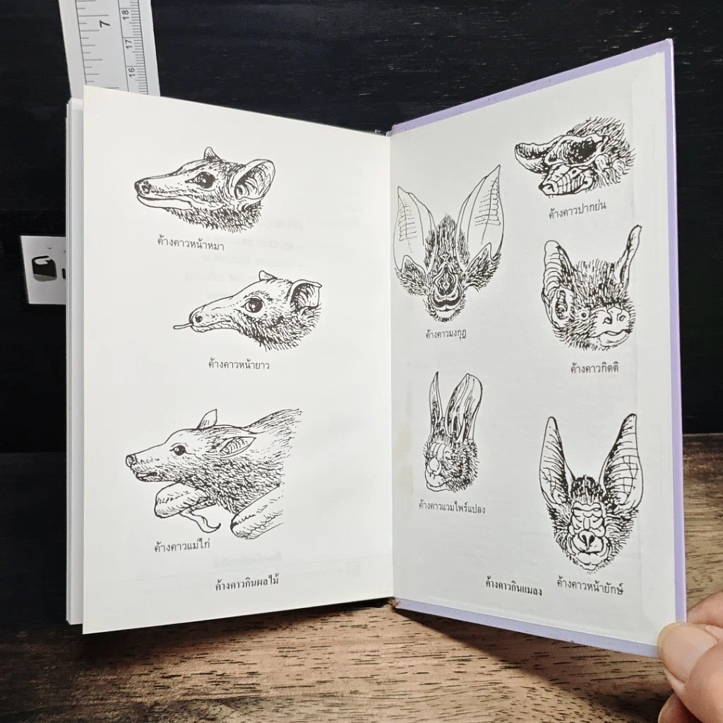 หนังสือ ค้างคาว รูปที่ 9