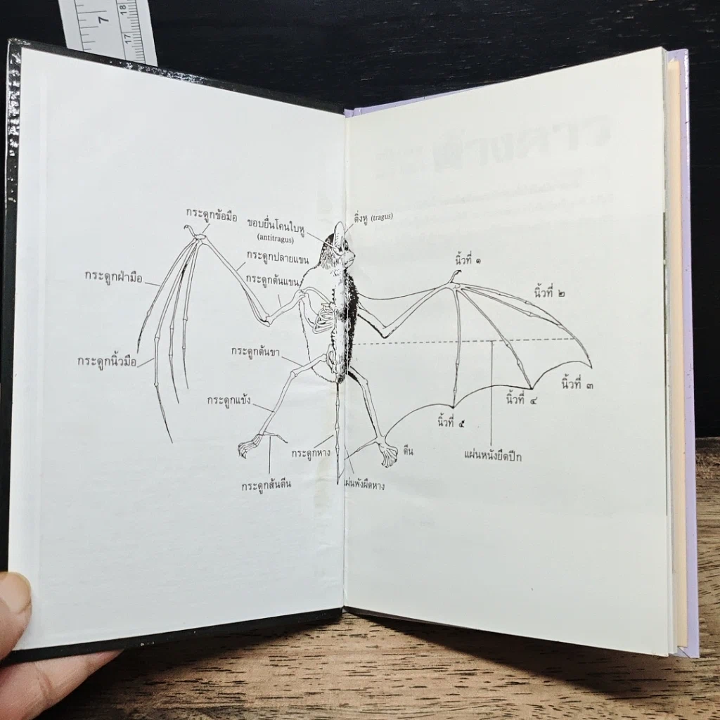 หนังสือ ค้างคาว รูปที่ 6