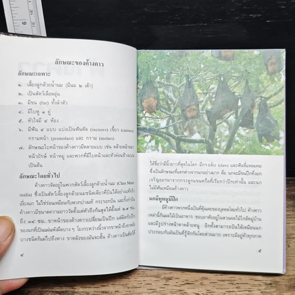 หนังสือ ค้างคาว รูปที่ 8