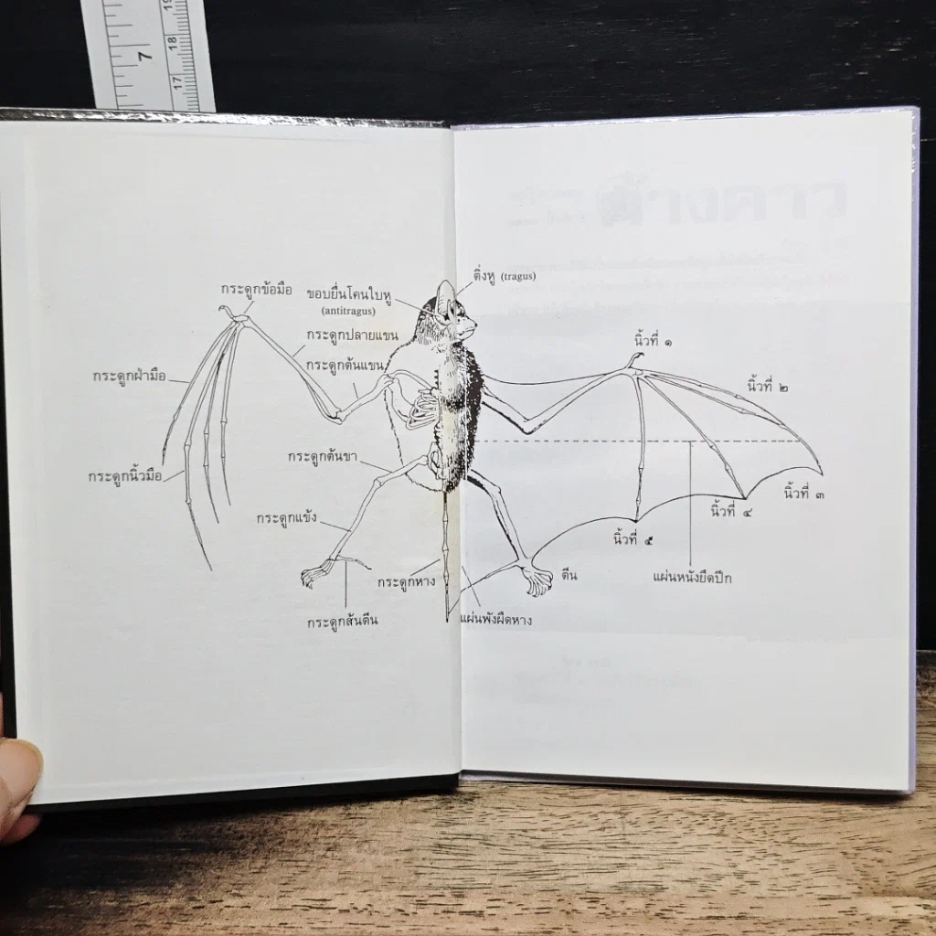 หนังสือ ค้างคาว รูปที่ 6