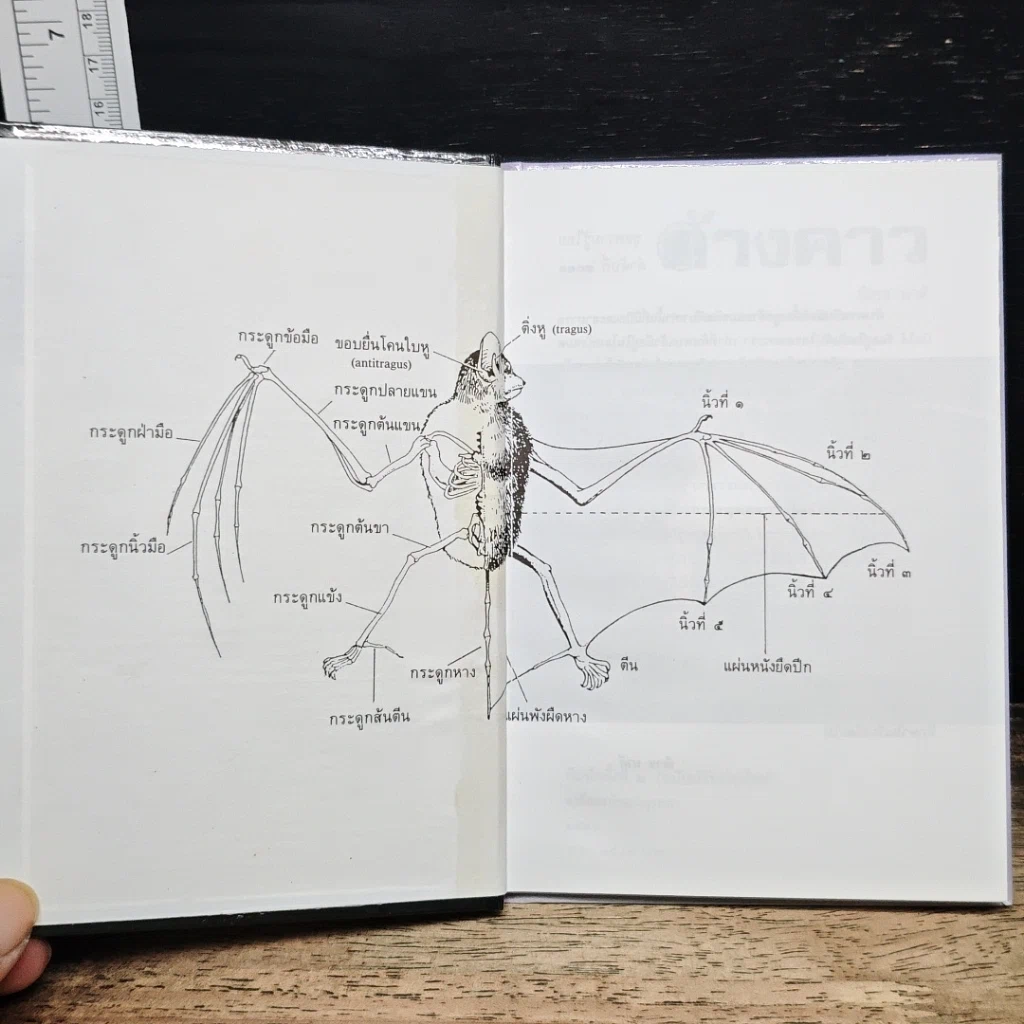 หนังสือ ค้างคาว รูปที่ 6