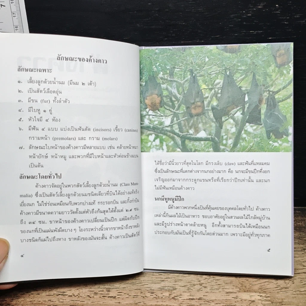 หนังสือ ค้างคาว รูปที่ 8