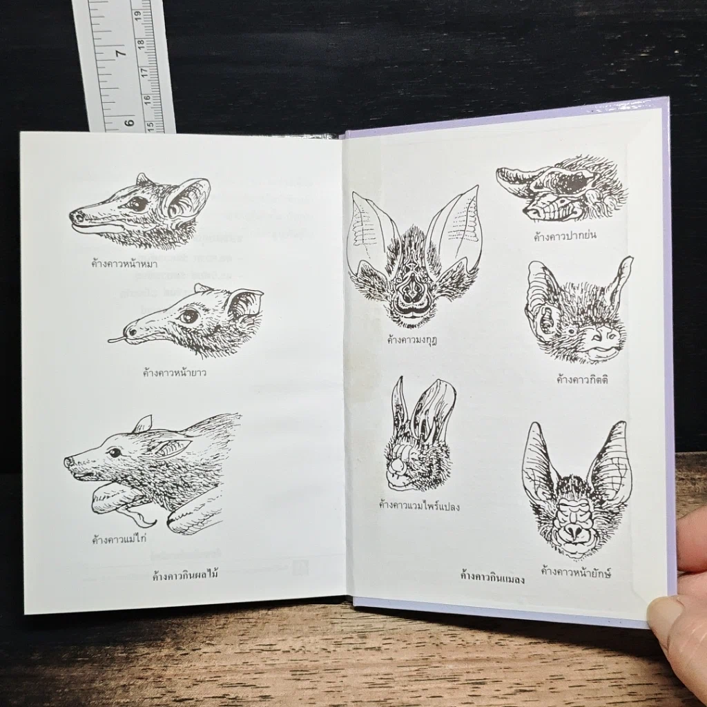หนังสือ ค้างคาว รูปที่ 9