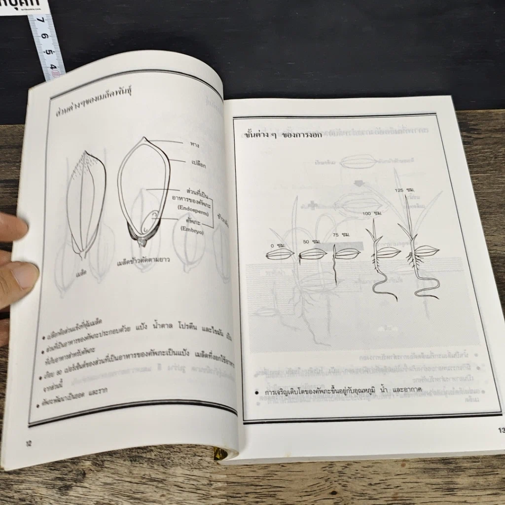 หนังสือ ความรู้เบื้องต้นเกี่ยวกับการปลูกข้าว รูปที่ 8