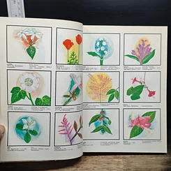 หนังสือ พจนานุกรม ไม้ดอกไม้ประดับ ในเมืองไทย รูปที่ 7