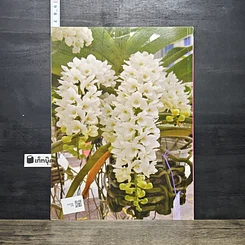 หนังสือ ช้าง สุดยอดกล้วยไม้ไทย รูปที่ 5
