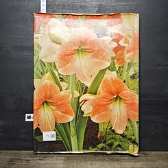 หนังสือ The Wonderful World of Indoor Plants รูปที่ 5