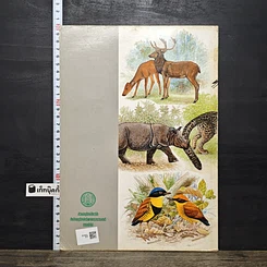 หนังสือ สัตว์ป่าสงวนของไทย รูปที่ 5
