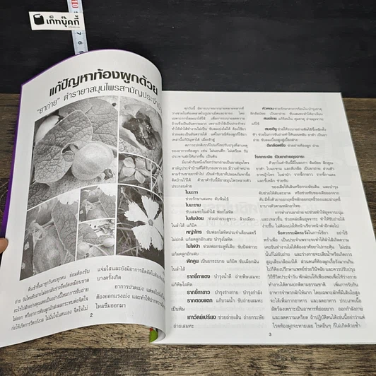 หนังสือ สมุนไพรธรรมชาติ เล่มที่ 19 รูปที่ 7