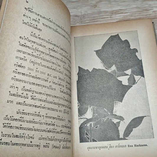 หนังสือ วิธีปลูกและผสมพันธุ์กุหลาบ รูปที่ 9
