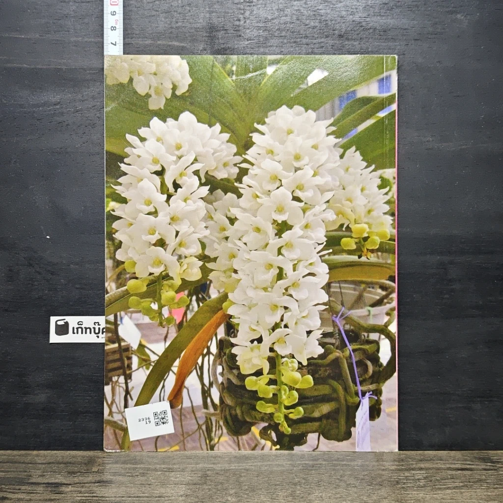 หนังสือ ช้าง สุดยอดกล้วยไม้ไทย รูปที่ 5