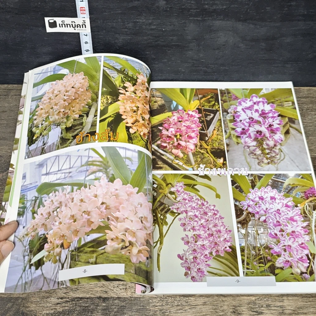 หนังสือ ช้าง สุดยอดกล้วยไม้ไทย รูปที่ 8