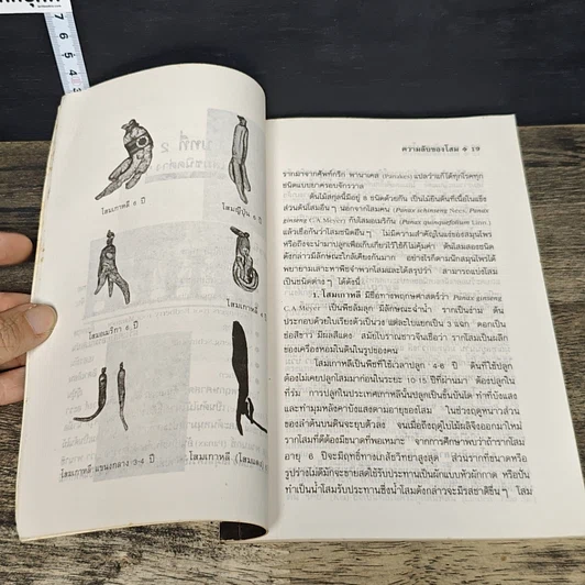 หนังสือ ความลับของโสม จากสูตรยาตุ๋นถึงงานวิจัย รูปที่ 8